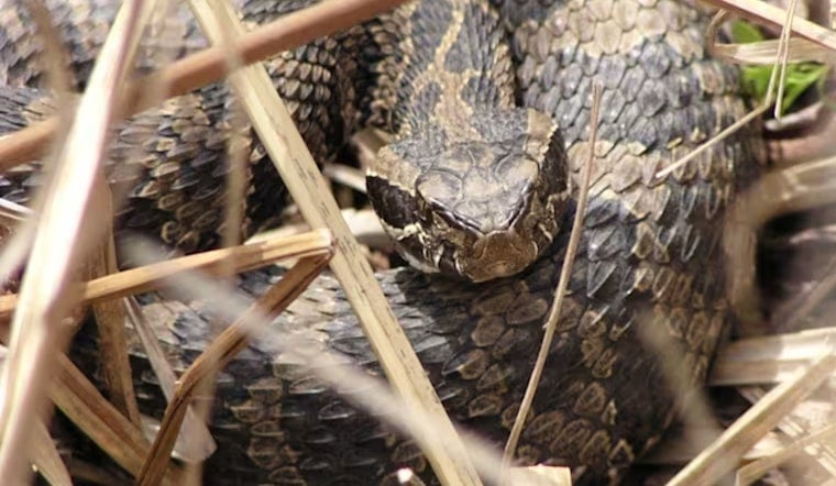 Novi Man Rattled by Rare Rattlesnake Bite at Proud Lake