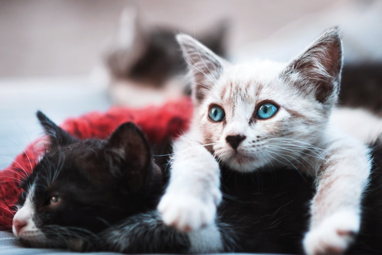 NYC Shelters Packed To The Rafters As Pets Desperately Need New Homes