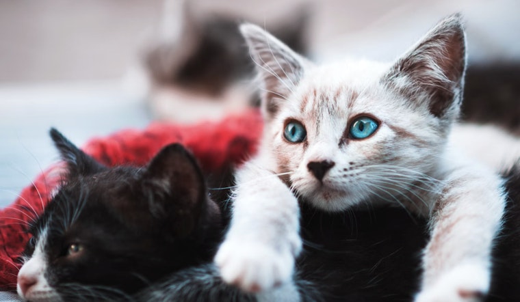 NYC Shelters Packed To The Rafters As Pets Desperately Need New Homes