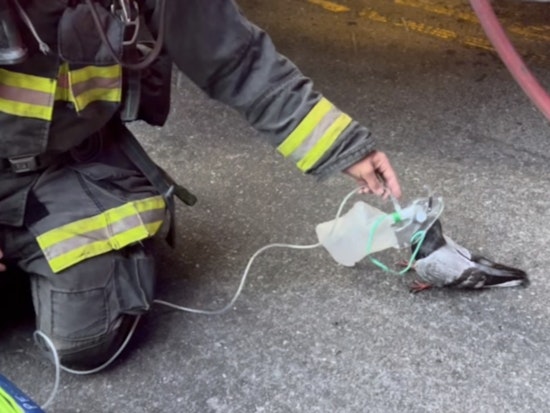 Oakland Firefighters Gave a Smoke-Choked Pigeon Oxygen — and 11 Million People Lost It
