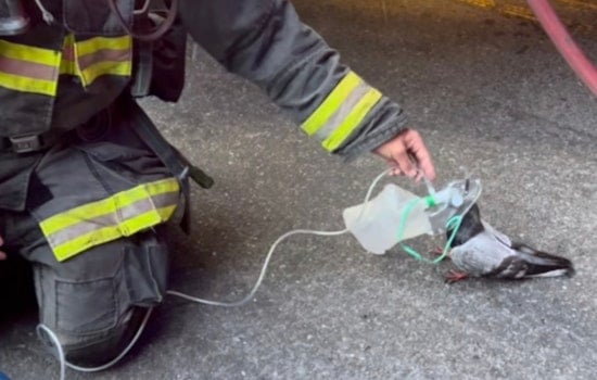 Oakland Firefighters Gave a Smoke-Choked Pigeon Oxygen — and 11 Million People Lost It