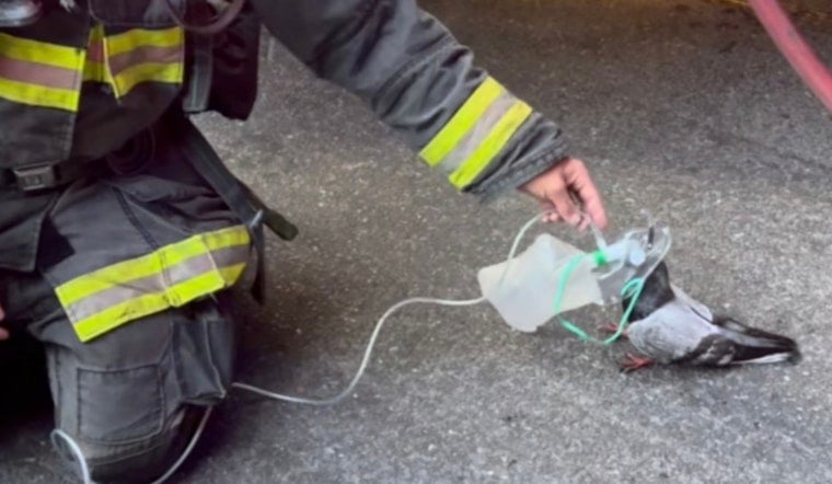 Oakland Firefighters Gave a Smoke-Choked Pigeon Oxygen — and 11 Million People Lost It
