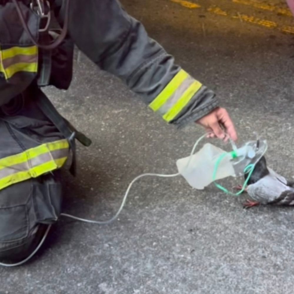 Oakland Firefighters Gave a Smoke-Choked Pigeon Oxygen — and 11 Million People Lost It