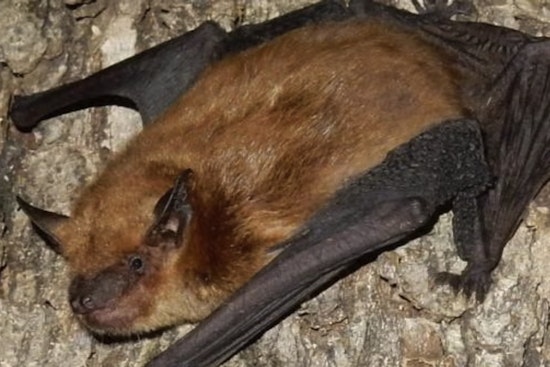 Oakville Backyard Bat Scare Ignites St. Louis County Rabies Jitters