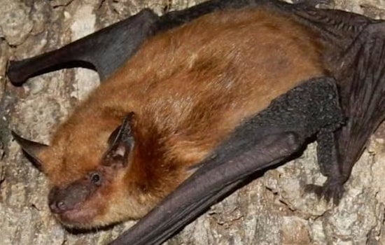 Oakville Backyard Bat Scare Ignites St. Louis County Rabies Jitters