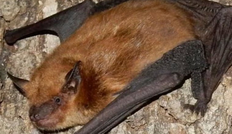 Oakville Backyard Bat Scare Ignites St. Louis County Rabies Jitters