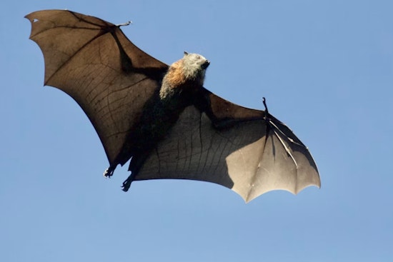 Ohio Rabid Bat Cases Hit Two More Counties As State Tally Climbs