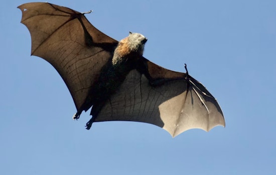 Ohio Rabid Bat Cases Hit Two More Counties As State Tally Climbs