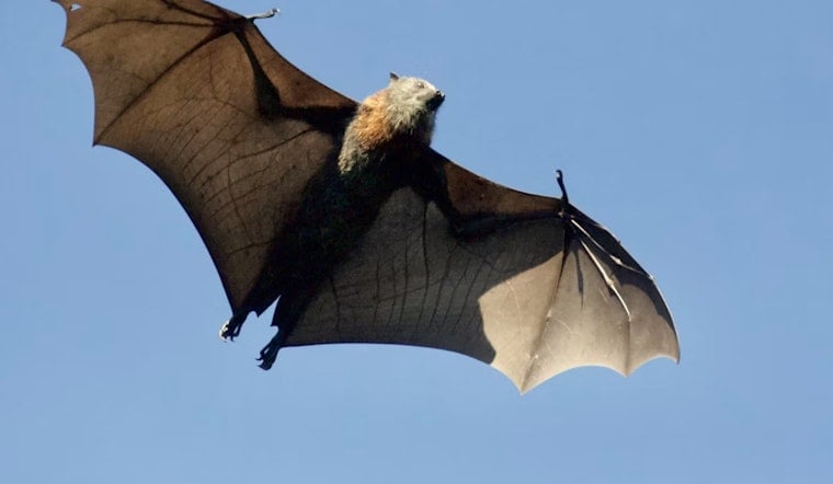 Ohio Rabid Bat Cases Hit Two More Counties As State Tally Climbs