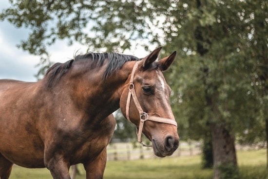 Oklahoma City's Youth Horse World Championship Returns To Fair Park