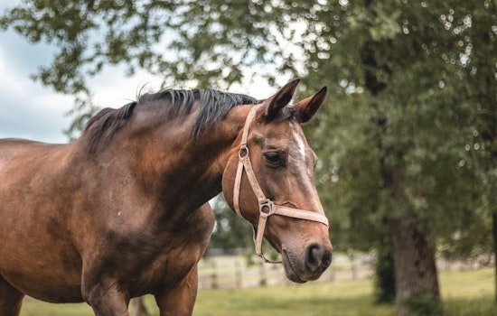 Oklahoma City's Youth Horse World Championship Returns To Fair Park