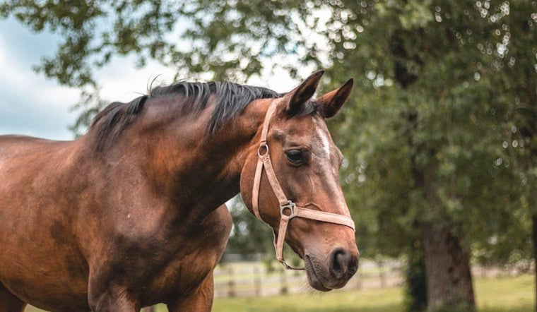Oklahoma City's Youth Horse World Championship Returns To Fair Park