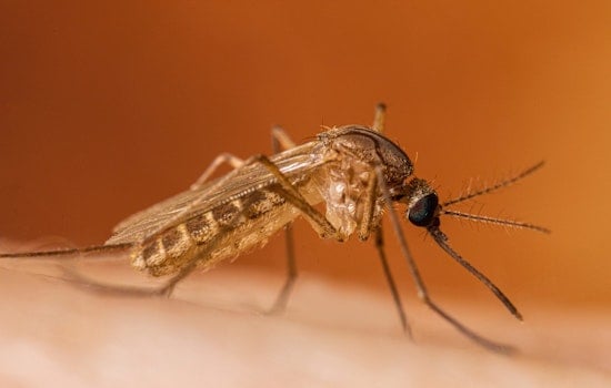 ‘One Bite’ Scare: DeKalb Survivor Sounds Alarm After West Nile Mosquitoes Found In County Traps