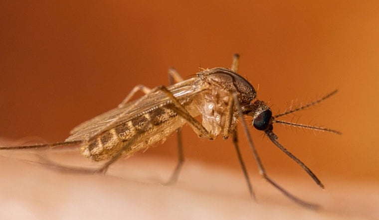 ‘One Bite’ Scare: DeKalb Survivor Sounds Alarm After West Nile Mosquitoes Found In County Traps
