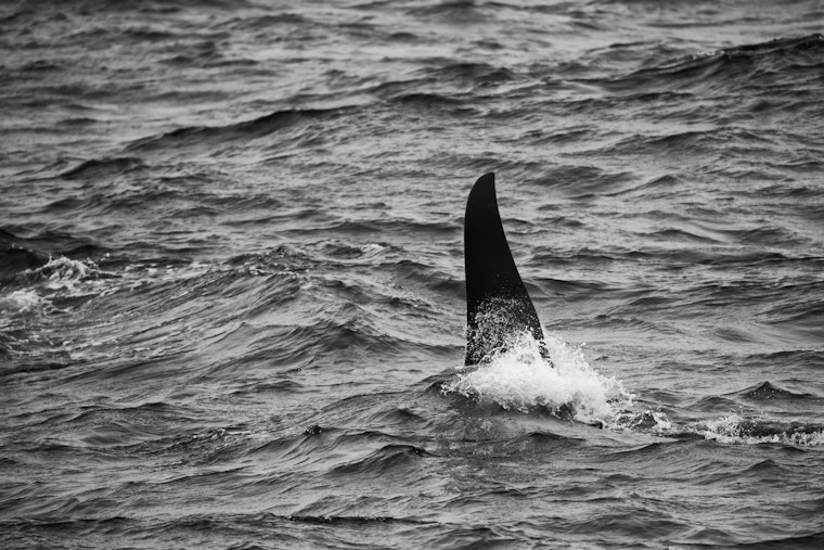 Neskowin Surfer Bails After Killer Whale Pops Up Just Yards Away