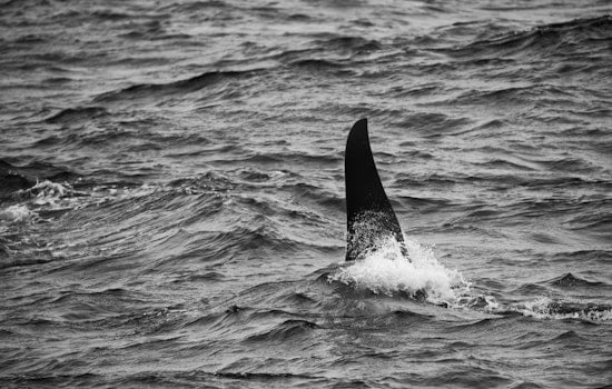 Neskowin Surfer Bails After Killer Whale Pops Up Just Yards Away
