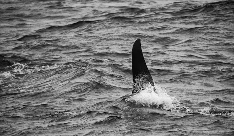 Neskowin Surfer Bails After Killer Whale Pops Up Just Yards Away
