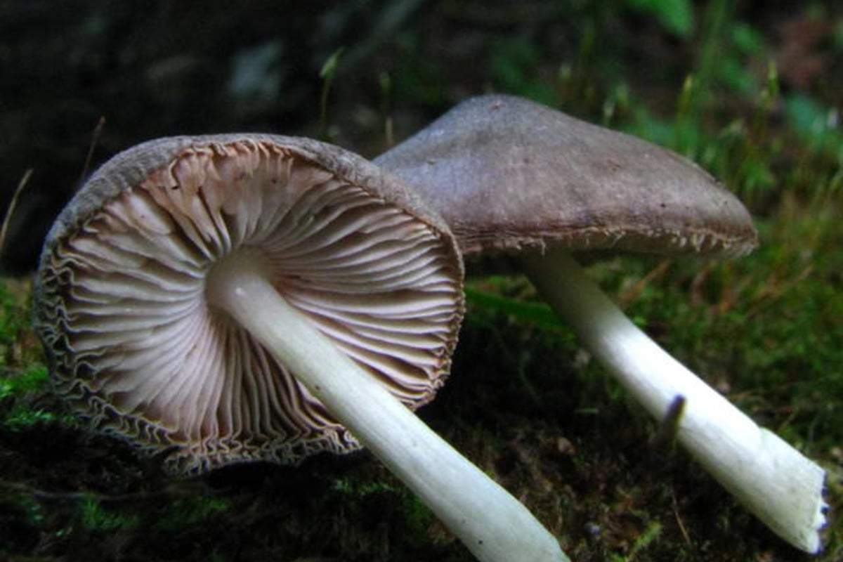 hoodline.com - Samuel Hansen - Oregon Merges Psilocybin And Medical Marijuana Regulators