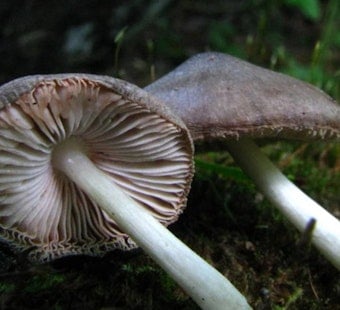 Oregon Pot and Shroom Cops to Merge as License Fees Double