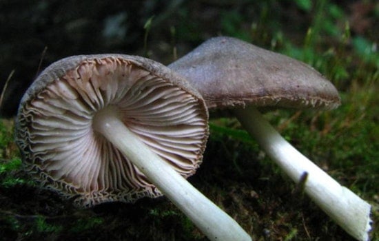 Oregon Pot and Shroom Cops to Merge as License Fees Double