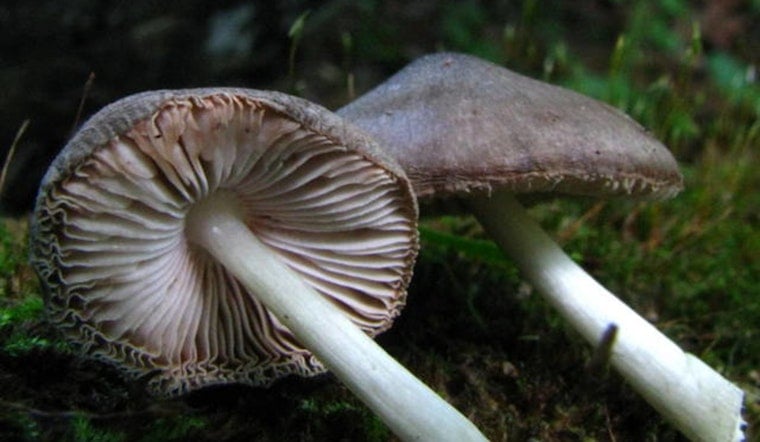 Oregon Pot and Shroom Cops to Merge as License Fees Double