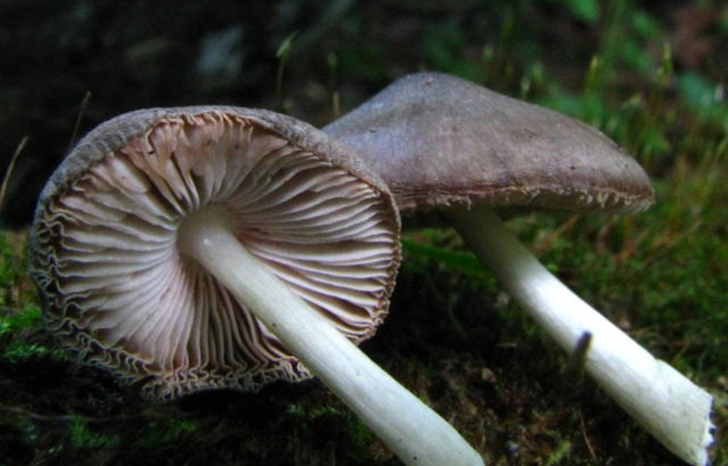 Oregon Pot and Shroom Cops to Merge as License Fees Double