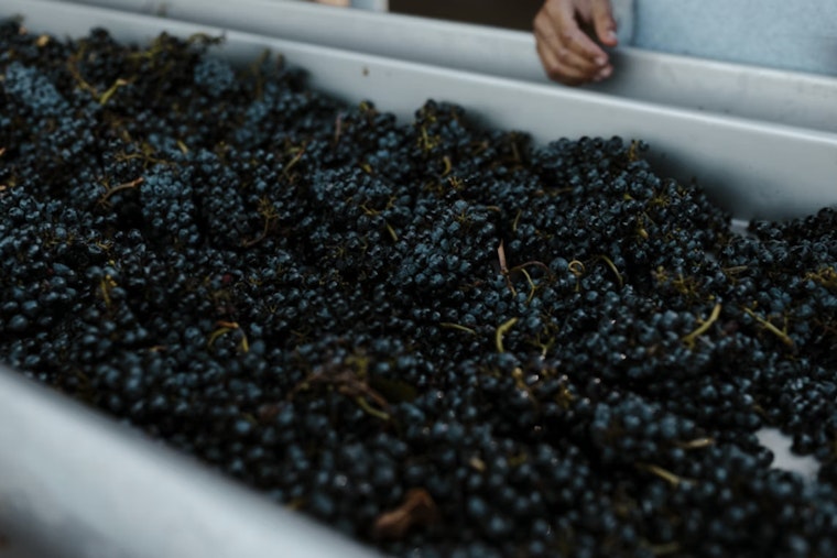 Oregon Wine Left Hanging as Grapes Rot on the Vine