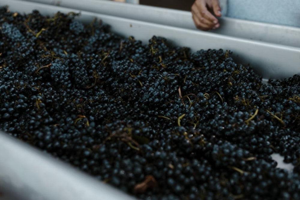 Oregon Wine Left Hanging as Grapes Rot on the Vine