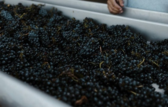 Oregon Wine Left Hanging as Grapes Rot on the Vine