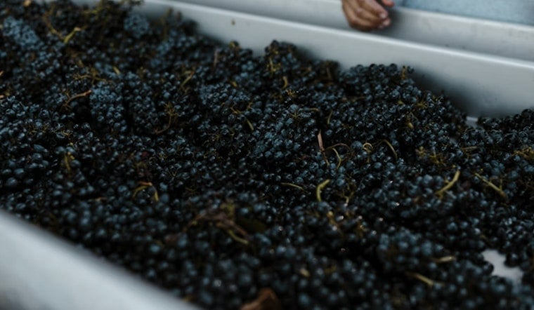 Oregon Wine Left Hanging as Grapes Rot on the Vine