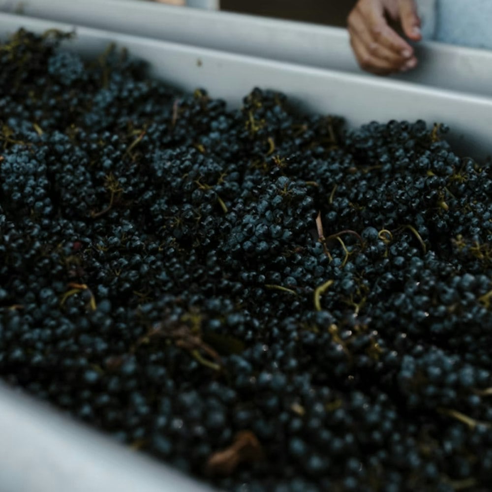 Oregon Wine Left Hanging as Grapes Rot on the Vine