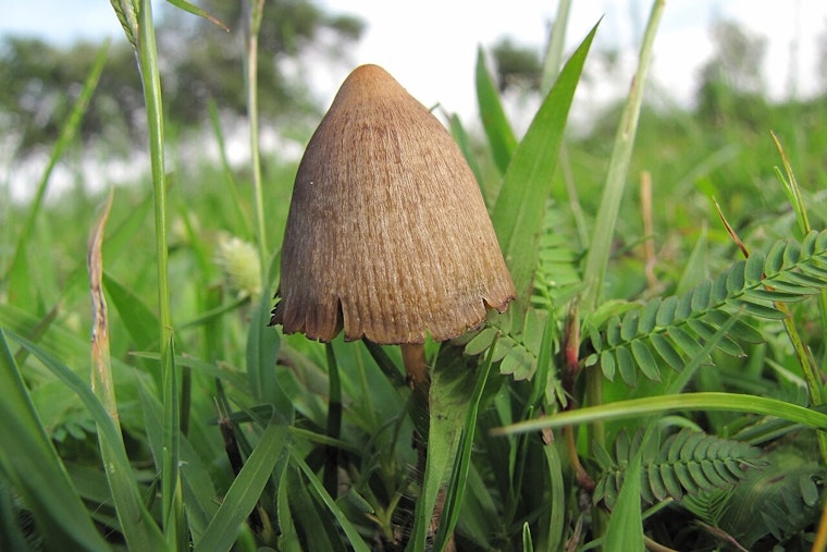 Oregon’s Magic Mushroom Experiment Triggers New Safety Jitters