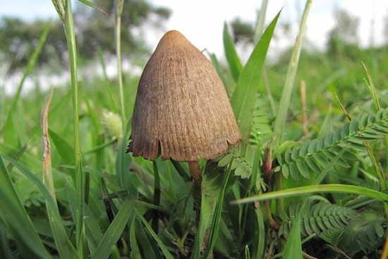 Oregon’s Magic Mushroom Experiment Triggers New Safety Jitters