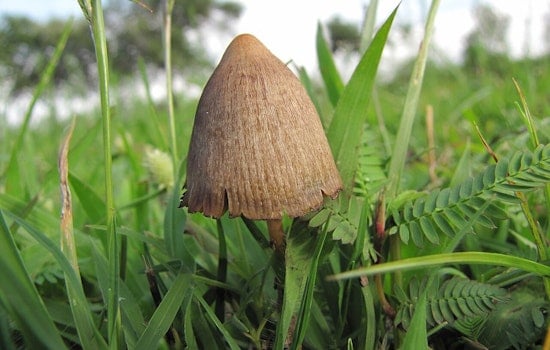 Oregon’s Magic Mushroom Experiment Triggers New Safety Jitters