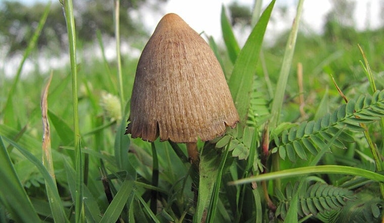 Oregon’s Magic Mushroom Experiment Triggers New Safety Jitters