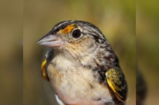 Osceola Ranch Gives Florida Grasshopper Sparrow A Fighting Chance