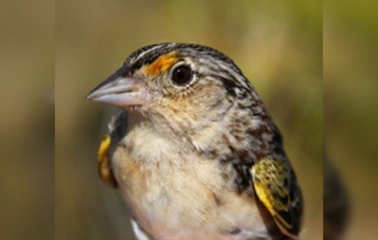Osceola Ranch Gives Florida Grasshopper Sparrow A Fighting Chance
