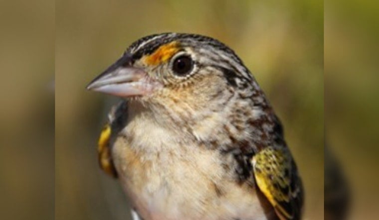 Osceola Ranch Gives Florida Grasshopper Sparrow A Fighting Chance
