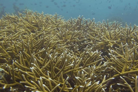 Panic In The Keys As Crews Race To Rescue Frying Corals