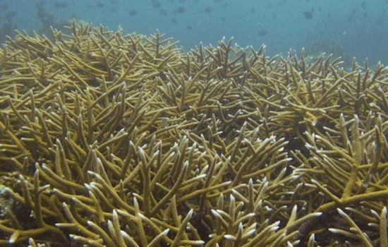 Panic In The Keys As Crews Race To Rescue Frying Corals