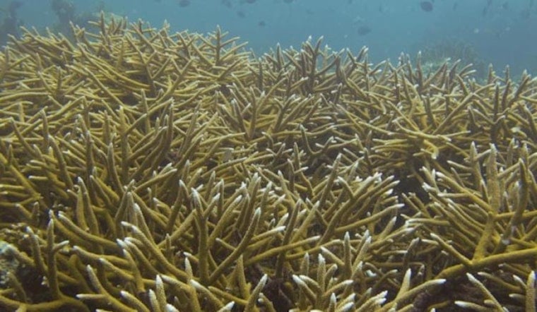 Panic In The Keys As Crews Race To Rescue Frying Corals