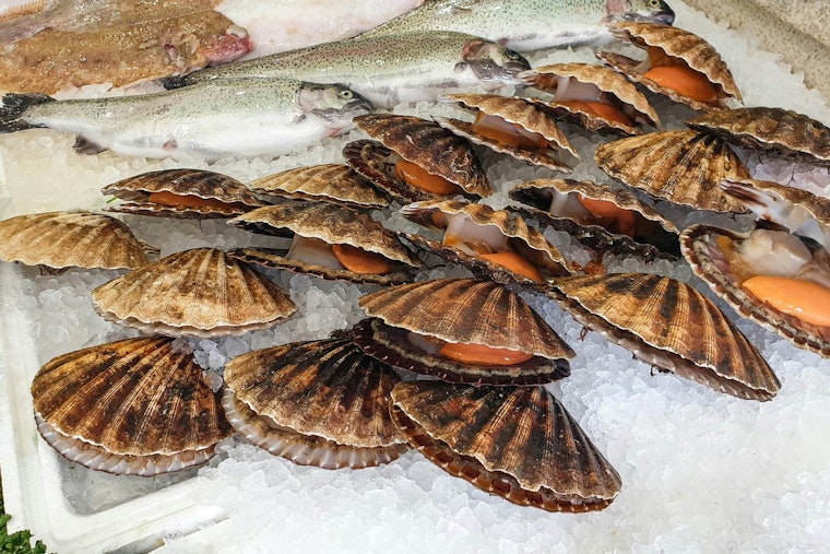 Pasco Scallop Season Fuels Millions For Local Businesses