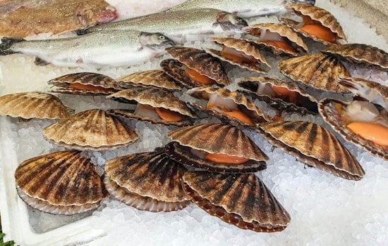 Pasco Scallop Season Fuels Millions For Local Businesses
