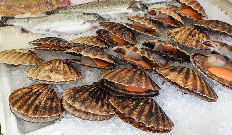 Pasco Scallop Season Fuels Millions For Local Businesses