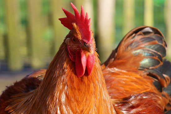 Peabody Farm Under Siege As Unwanted Roosters Keep Landing Over The Fence