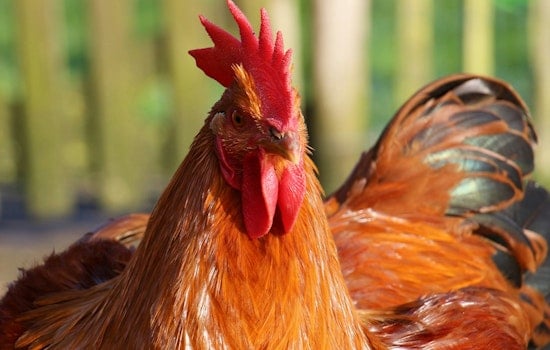 Peabody Farm Under Siege As Unwanted Roosters Keep Landing Over The Fence
