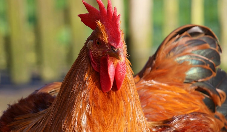 Peabody Farm Under Siege As Unwanted Roosters Keep Landing Over The Fence