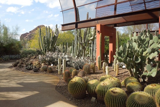 Phoenix’s Iconic Saguaros Are Dropping Like Flies In The Killer Night Heat