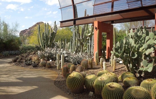Phoenix’s Iconic Saguaros Are Dropping Like Flies In The Killer Night Heat