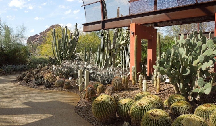 Phoenix’s Iconic Saguaros Are Dropping Like Flies In The Killer Night Heat